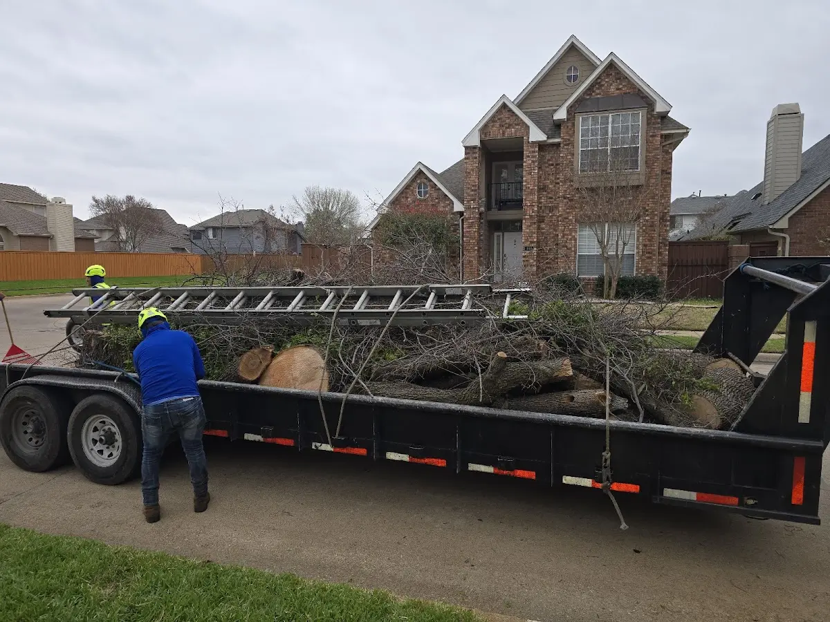Expert Tree Removal with proper safety equipment in Clements